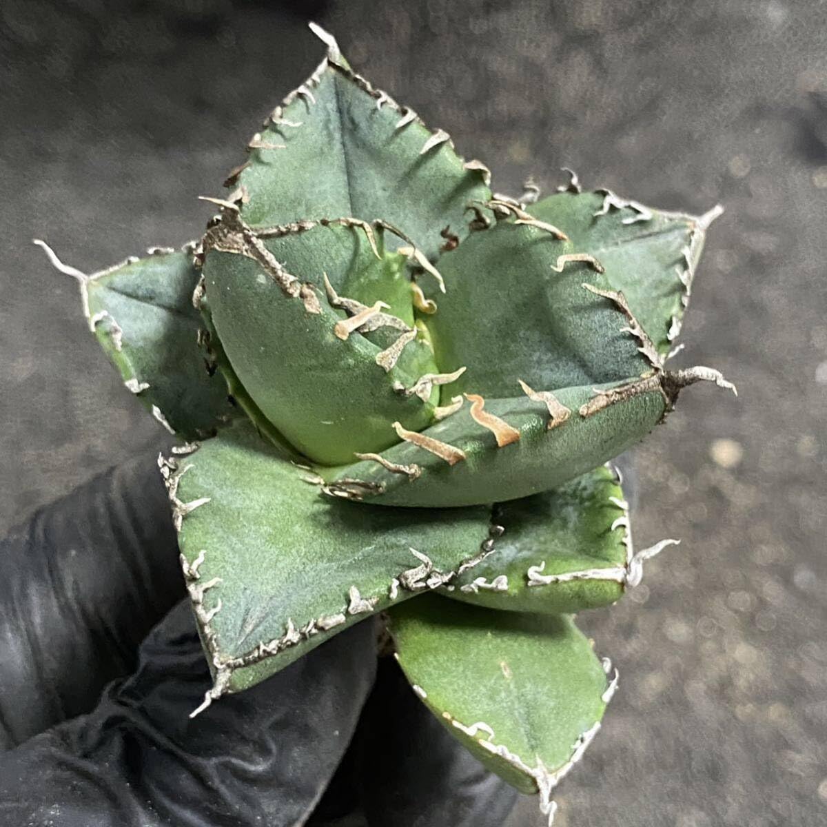 Amazon.co.jp: 多肉植物 アガベ チタノタ SAD 小株 発根済 : DIY・工具