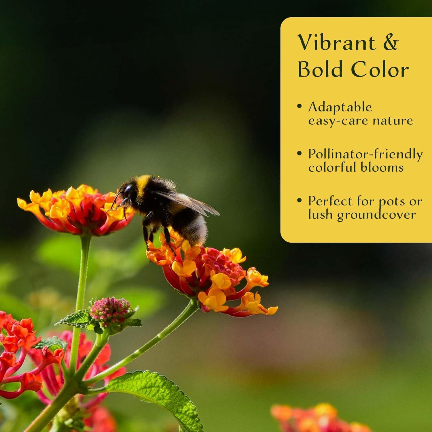 3 Dallas Red Lantana in 2.5” Nursery Cubes (Lantana Camara ‘Dallas Red’) | Vibrant Flowering Shrub for Borders, Containers & Pollinator Gardens | Ready-to-Plant Live Starter Plants