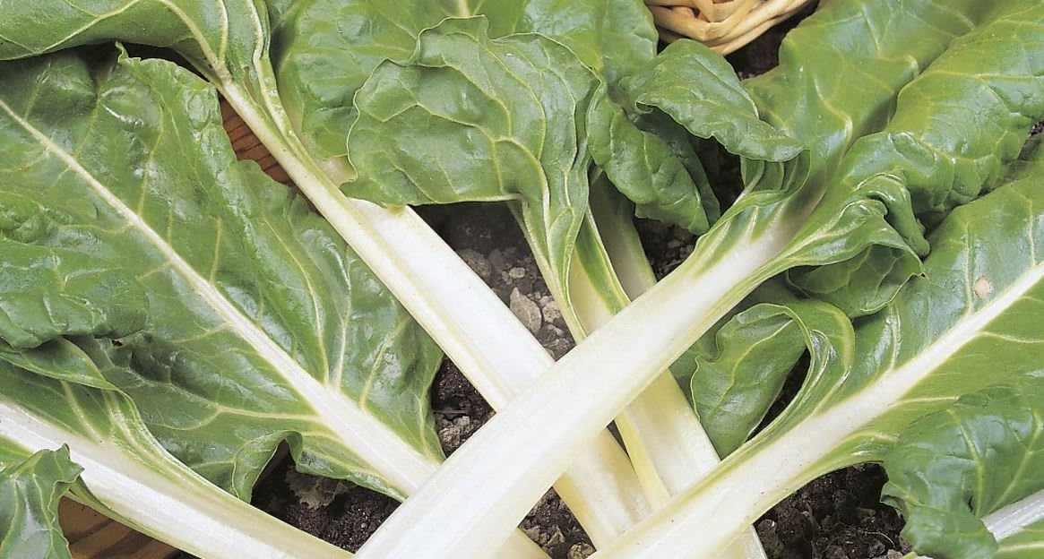 Swiss Chard Plants - Plants - 6 Quality Medium Plugs