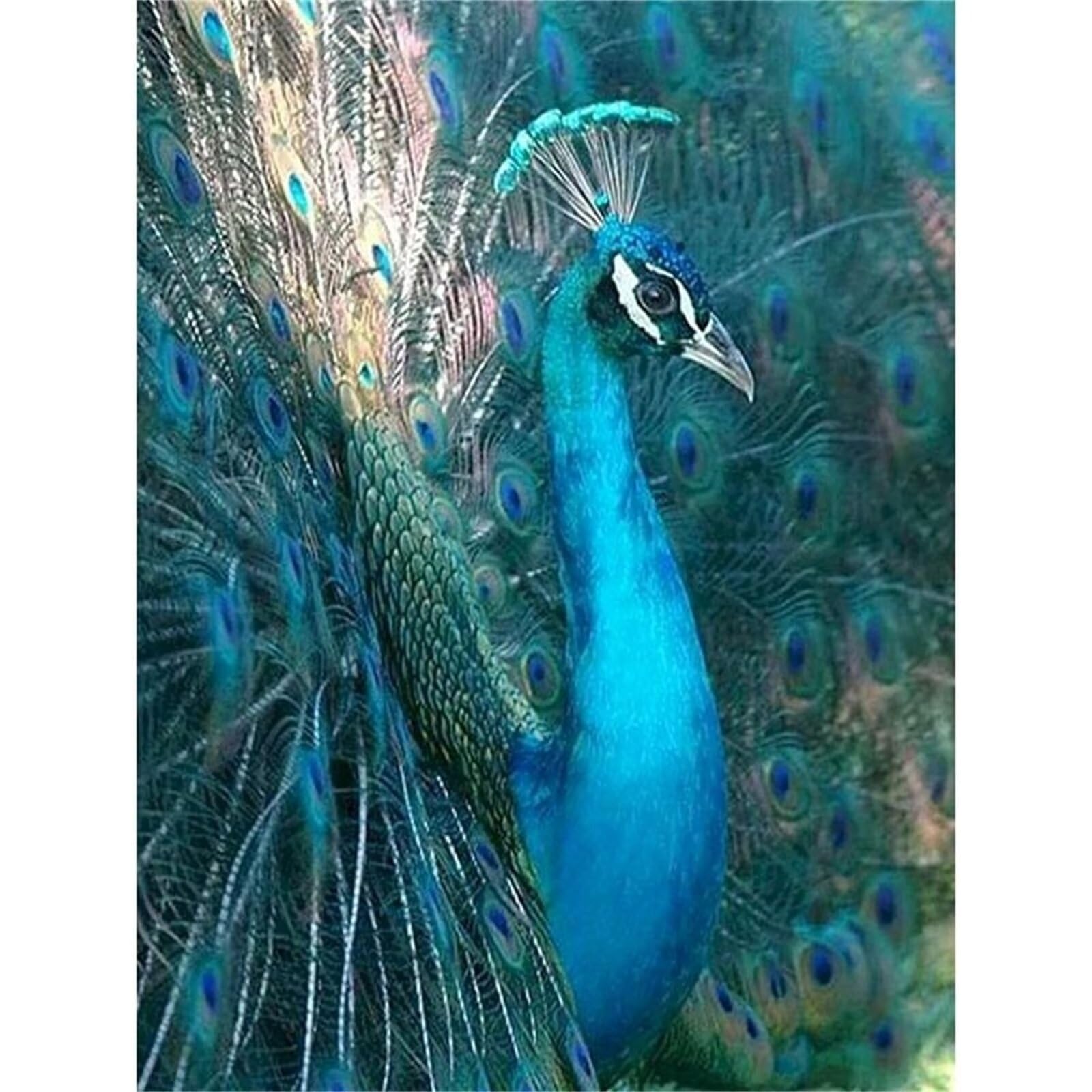 Peinture Par Numéros Paon Adulte – Toile 20x30cm Avec Cadre, Pinceaux Et Crochets, Activité Créative