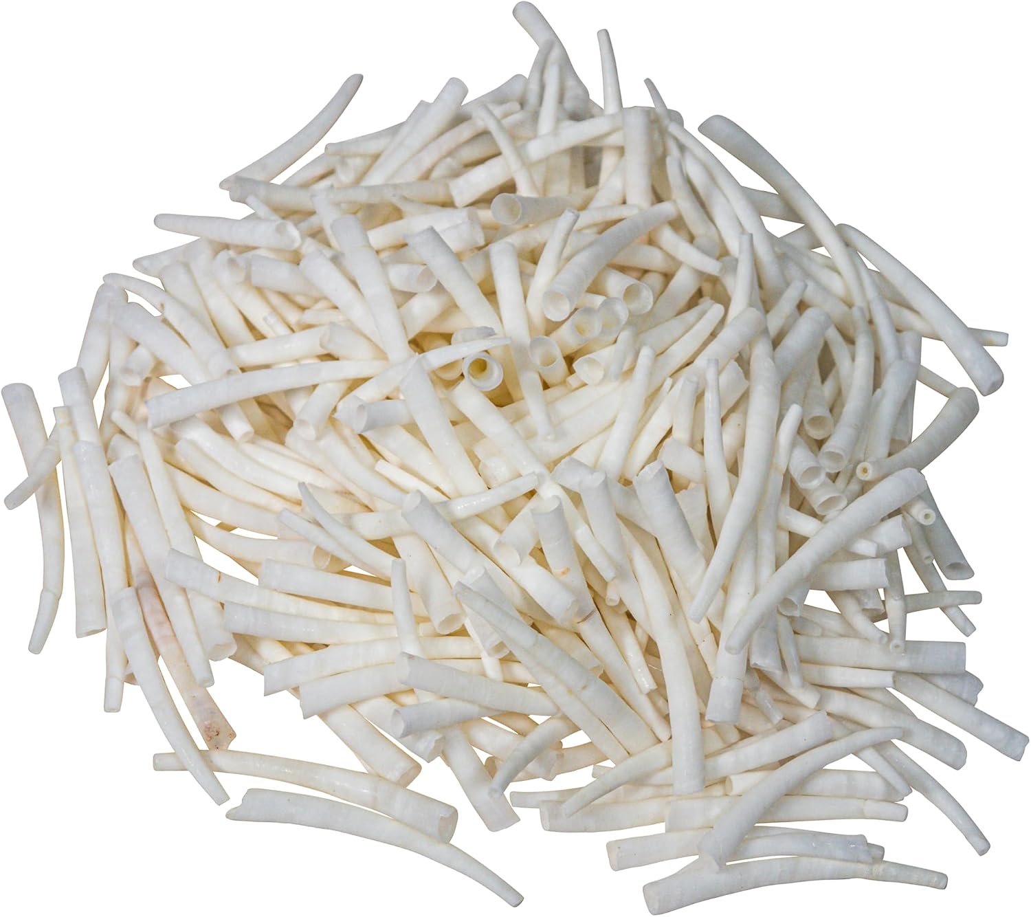 Half Pound Bag of 0.75" to 2" White Dentalium Vernedei Shells