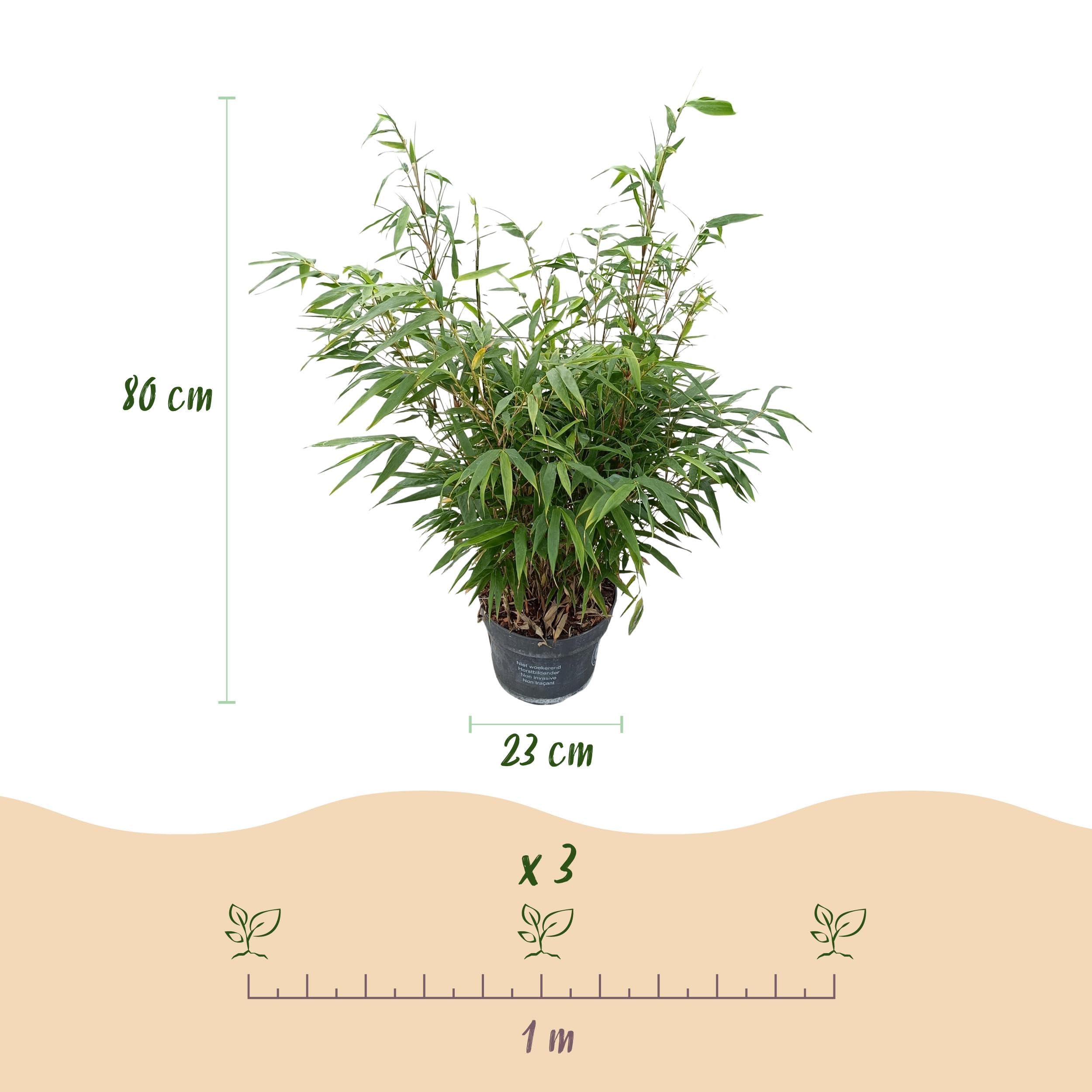 Graminées - Fargesia robusta Pingwu - Bambou non envahissant - Feuillage persistant - 2 Plantes - 70-80cm - Ø23cm - Plante de jardin