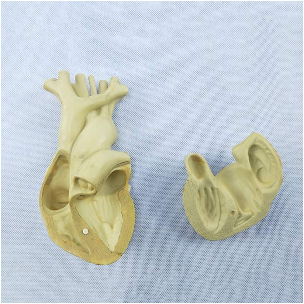 Modele medyczne ludzkiego serca , Modele medyczne anatomiczny ludzkiego serca , Modele medyczne anatomiczny ludzkiego organu Modele medyczne serca , materiał PCW , do prezentacji nauczania modelu medycznego, odniesienia do sztuki