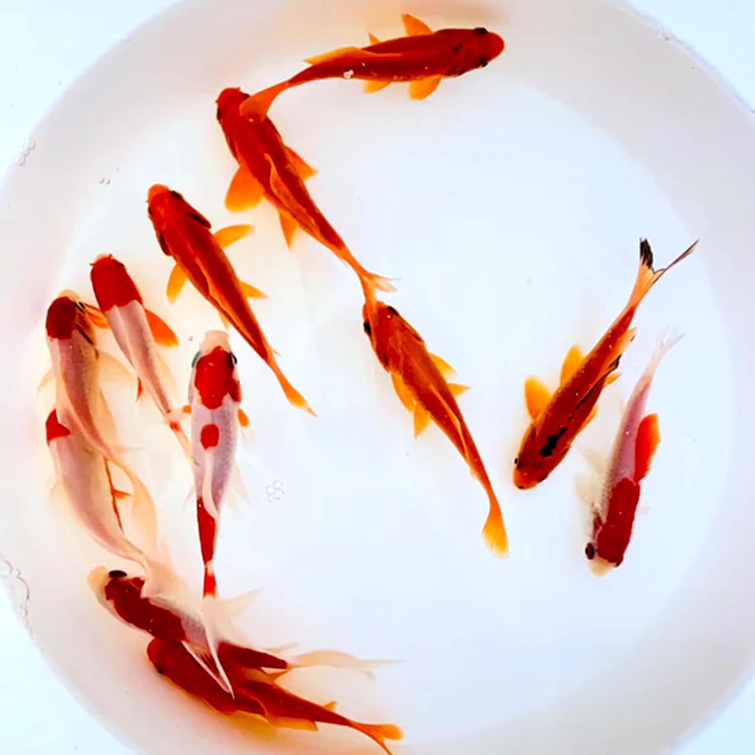 Toledo Goldfish Live Sarasa and Comet Goldfish Combo, Live Fish with a Variety of Colors and Patterns - Perfect for Ponds, Tanks, and Aquariums, 4-5 Inches, 6 of Each, 12 Total Count