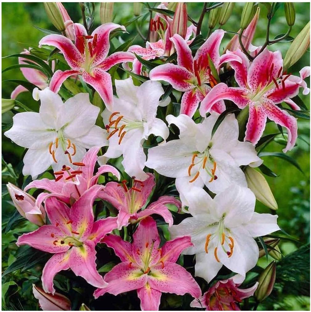 UK Stockist. 12 Mixed Oriental Lily "Pastel Collection" Bulbs Trumpet-Shaped Highly Fragrant Garden Perennial