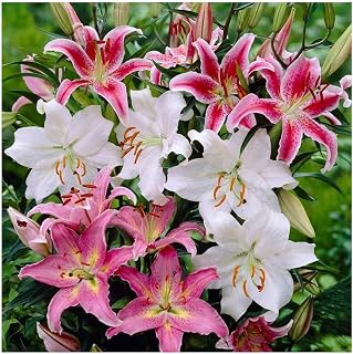 GARTHWAITE NURSERIES® : - UK Stockist. 12 Mixed Oriental Lily"Pastel Collection" Bulbs Trumpet-Shaped Highly Fragrant Garden Perennial