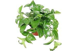Green Queen Pothos (Epipremnum aureum 'Jade') - 6" Live Plant