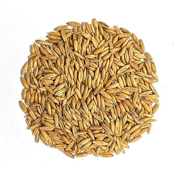 Lovely Pets Kingdom ? Birds Food 450 Grams (Oats Seed 450 Grams)