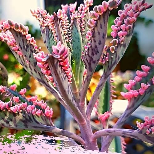 Miniatura 3 de 2 plantas de mariposa rosa Kalanchoe vivas, planta viva Kalanchoe, en maceta de 2 pulgadas, suculenta Kalanchoe rosa, madre de miles de personas