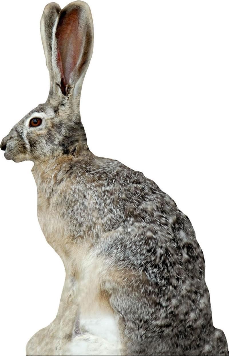 Phantom HD Jack Rabbit Decoy
