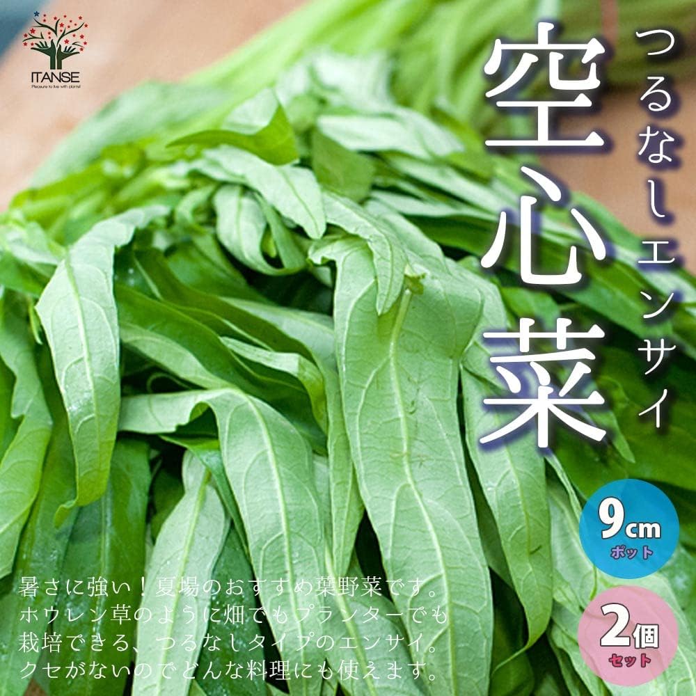 Amazon Co Jp つるなしエンサイ 空心菜 野菜苗 9cmポット実生苗 2個セット 沖縄で広く栽培されているエンサイ ホウレン草のように畑でもプランターでも栽培できる つるなしタイプの品種 草姿は立性で中細葉なので収穫しやすい 非常に暑さに強く夏場の葉野菜として