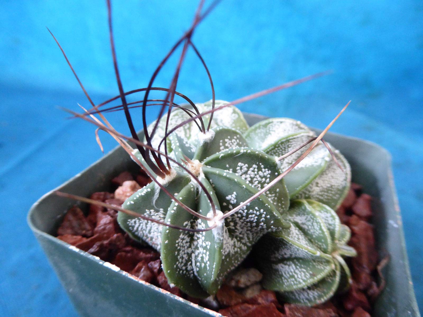 Amazon.com : Astrophytum capricorne Four (4!) Plants Great Spines/Colors  Nice (Shipped Bare Root!) : Patio, Lawn & Garden