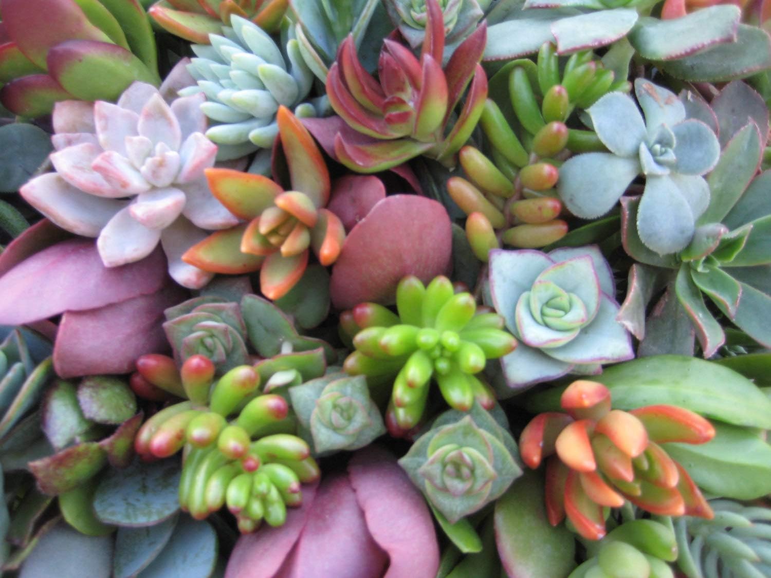 Live Succulent Cuttings 10-100 Assorted Varieties Beginners Succulents, Mini Gardens, and as Starter Plants (20)