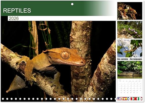 REPTILES (calendario mensual de pared 2022 11.7 x 16.3 in (abierto)