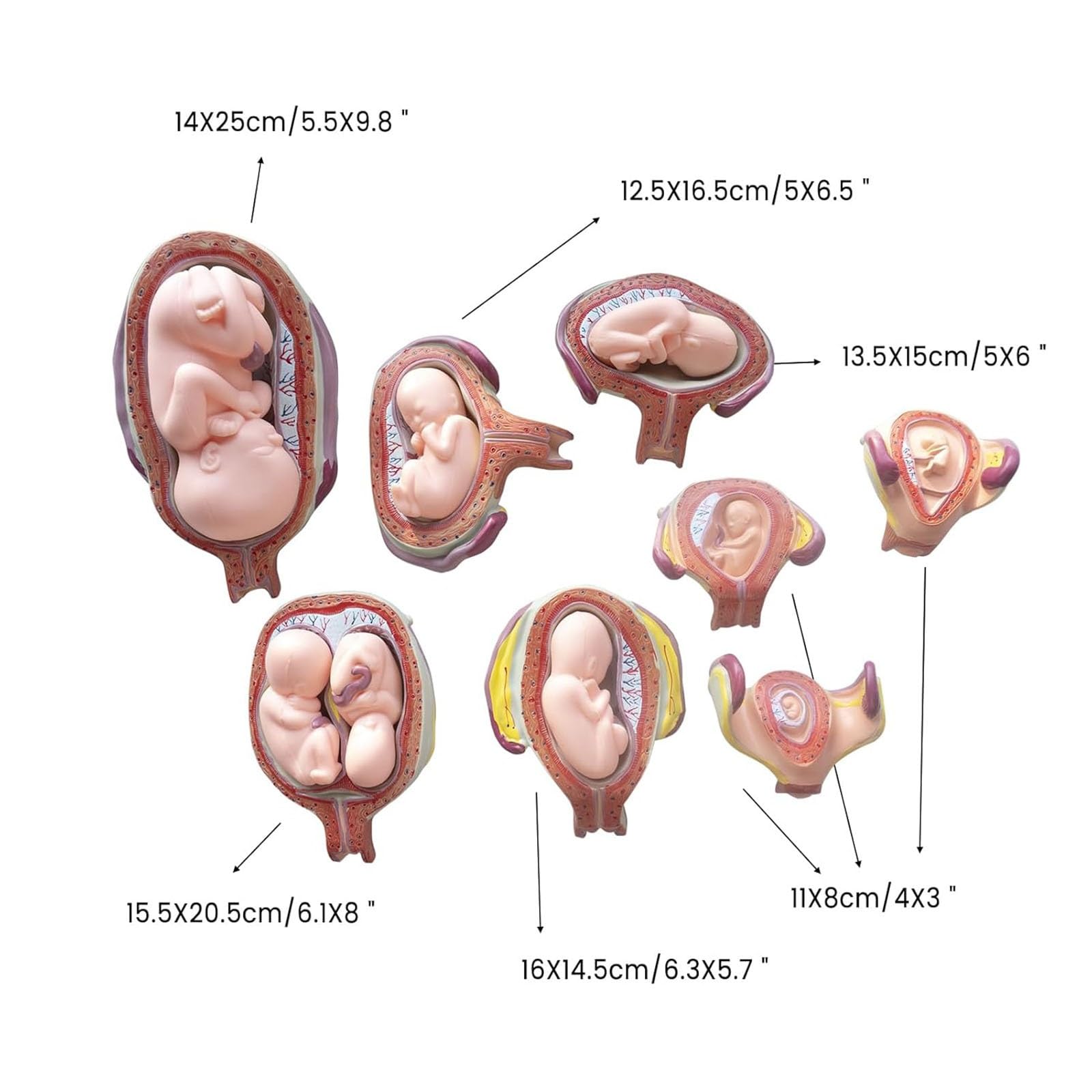 8 szt. Zestaw modeli rozwoju ludzkiego zarodka, anatomiczne narzędzie edukacyjne do ciała w ciąży, rośliny okryciowe, nauka w klasie naukowej, 8 szt