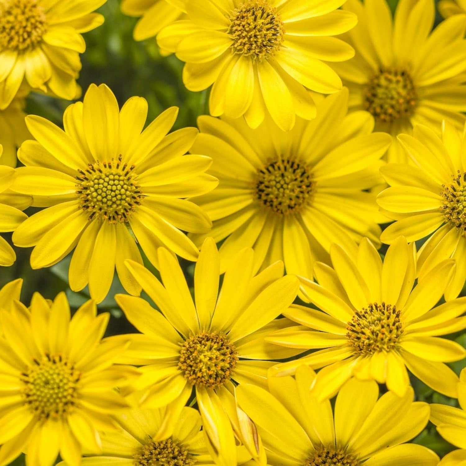 Proven Winners Bright Lights Yellow African Daisy (Osteospermum) Live Plant, Eco+ Grande, 4 Pack