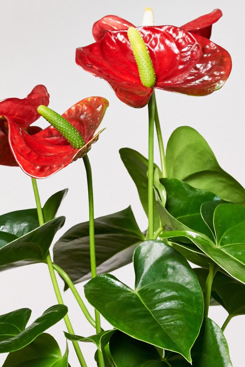 EVRGREEN | Zimmerpflanze Anthurie in Hydrokultur mit cremefarbenem Topf als  Set | Flamingoblume | Anthurium andreanum Arion rot : Amazon.de: Garten