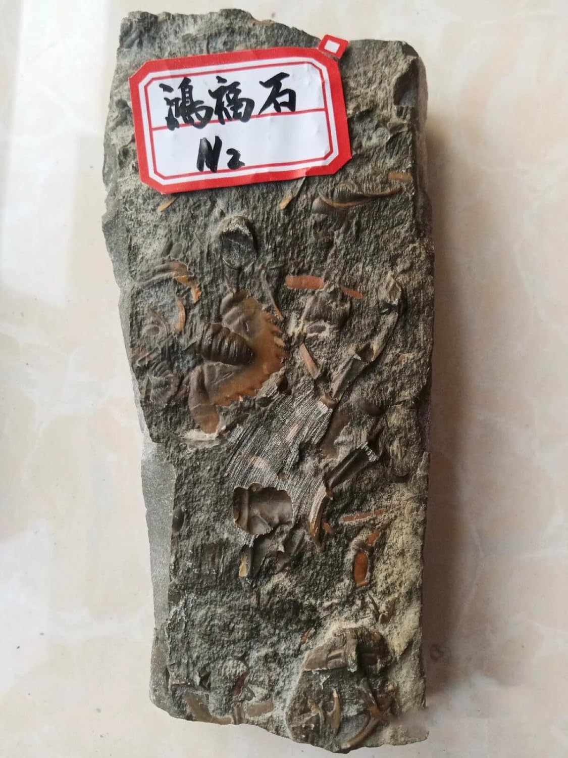 Cambrian Swallow Trilobites Fossils from ShanDong Ice Age