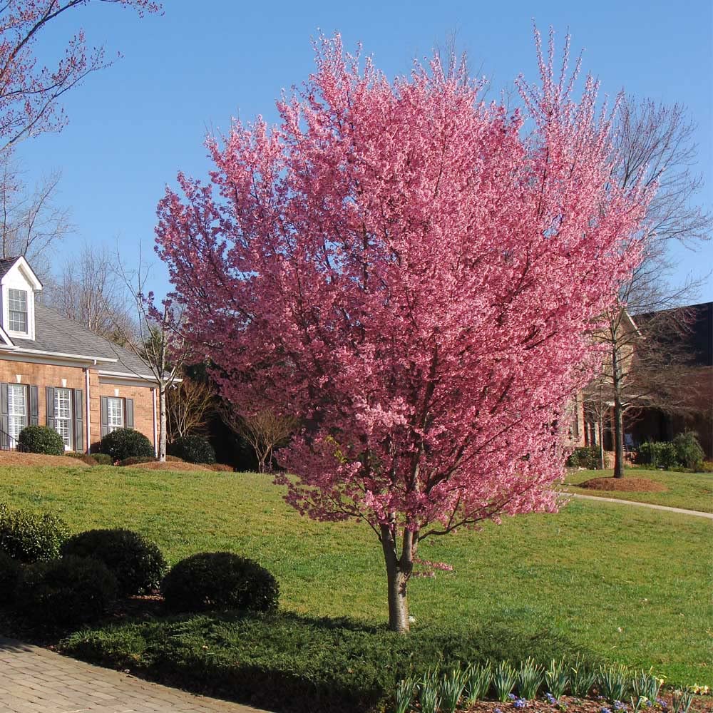 Brighter Blooms Okame Cherry Blossom Tree