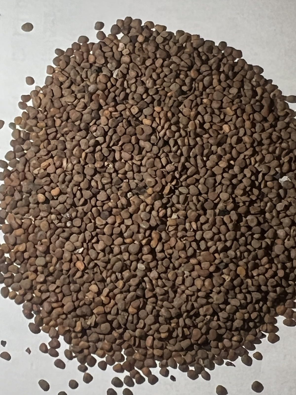 Atropa belladonna | 100.000 Samen | Hexenkraut