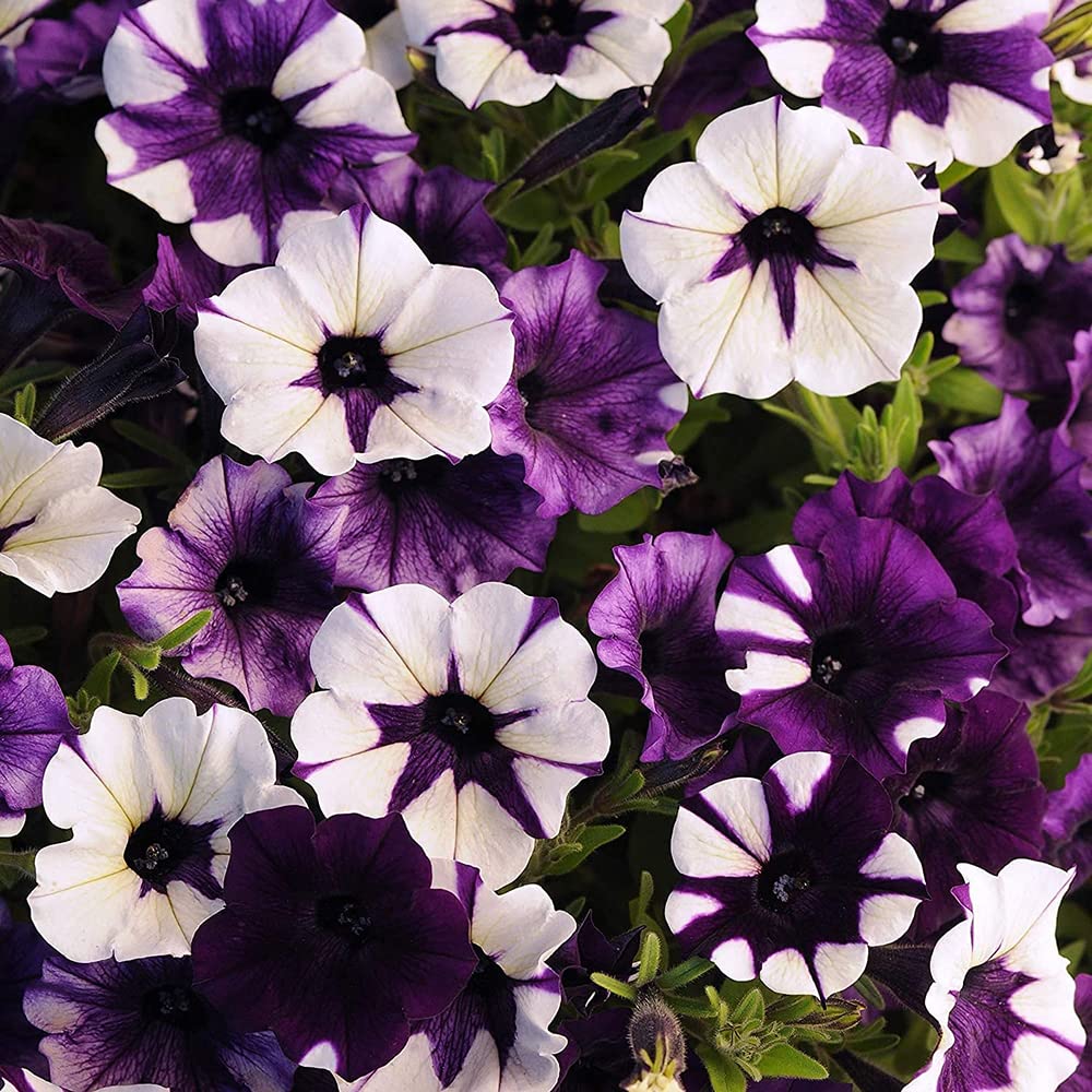 100pcs Mixed Color Petunia Seeds Hanging Basket Flower Charming Landscaping Decoration Fast Growing Simple Cultivation Beautify Environment