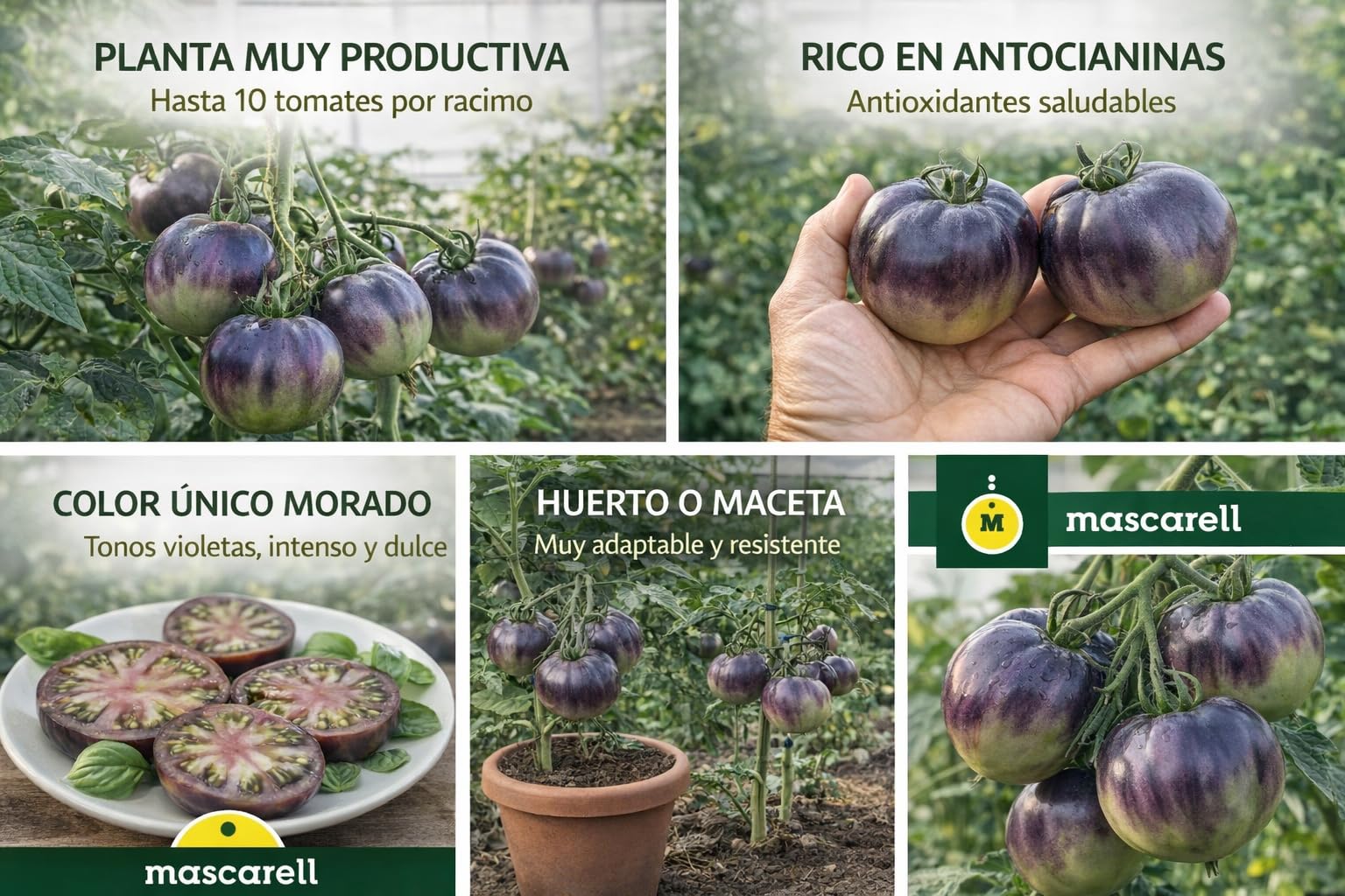 Mascarell Semillas, TOMATE PRINCE NOIR, Semillas Huerto, Tomate Negro de Sabor Intenso y Dulce, Crea tu Propio Huerto Urbano y Cultivo en Casa, Contiene 10 Sem.