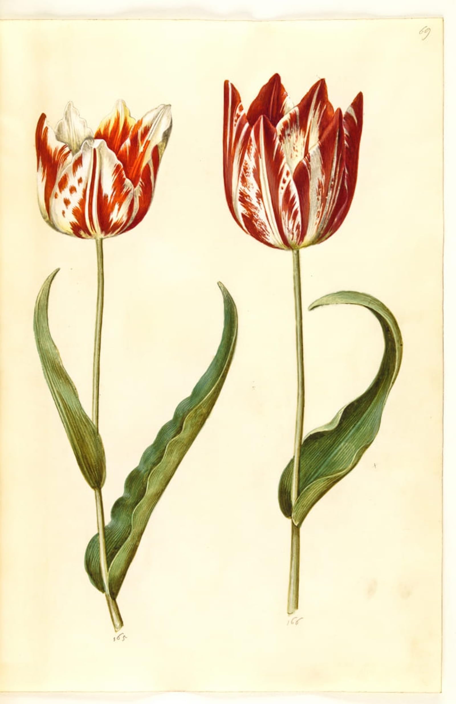 POSTERIIk Vintage Print Pop Art Landscape Artwork Tulipa Gesneriana by Hans Simon Holtzbecker Art Prints for Office Home Decor 60x90cm