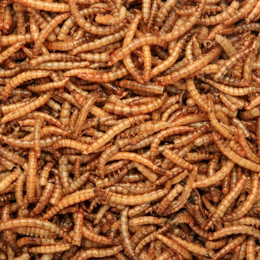 Leagrams Dried Mealworms - High Energy Protein Rich Premium Wild Bird Food (5kg)