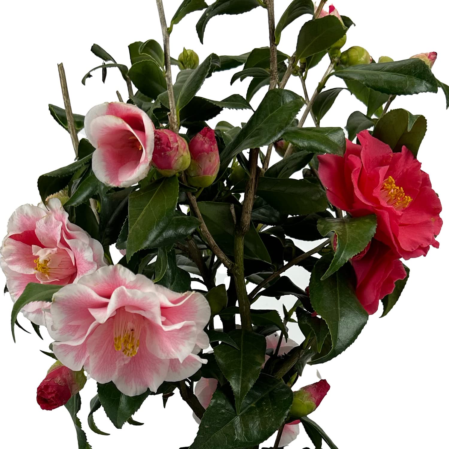 カメリアぺージ Amazon.com : Blooming & Beautiful - Lady Vansittart Camellia - 3