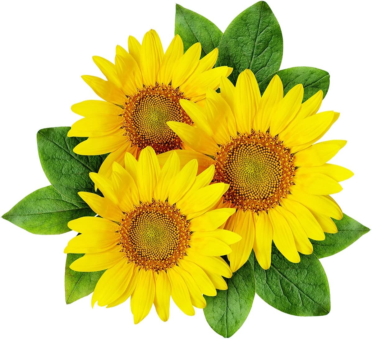 30 UK Dwarf Sunflower Seeds to Plant & Grow Mini Sun Flowers in Pots & Gardens