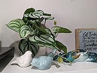 Review Image by K. Boller K. Boller