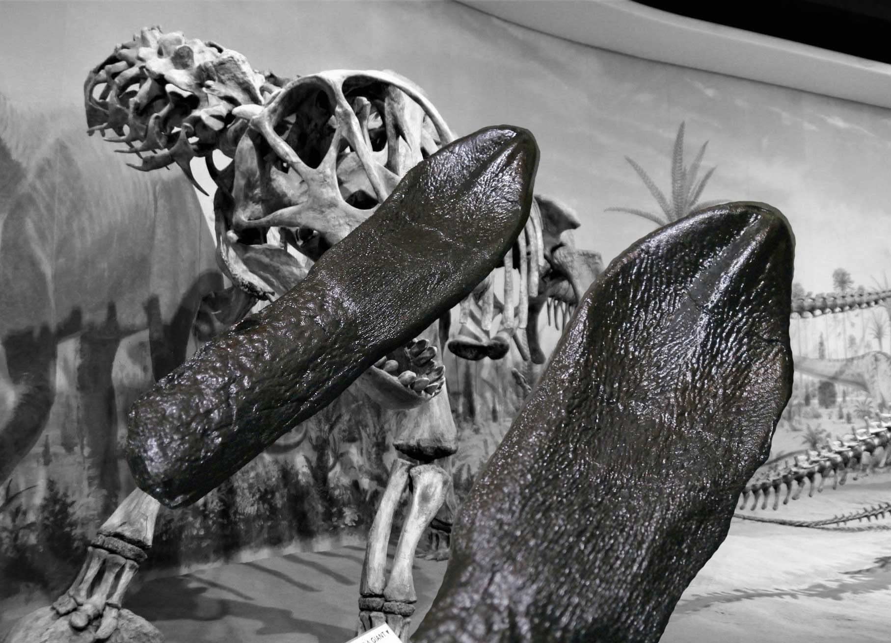 Amazon | SCIENCE Dinosaur Tooth Replica「竜脚類恐竜 カマラサウルス 