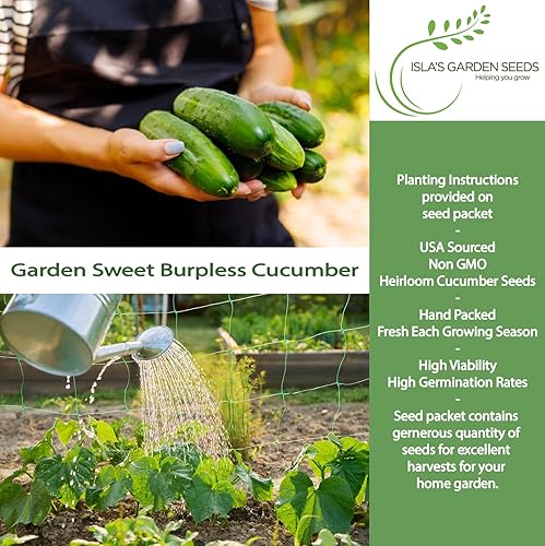 Miniatura 2 de Garden Sweet - Semillas de pepino sin eructos para plantar (Cucumis sativus) – Más de 50 semillas sin OMG y reliquias de Isla's Garden Seeds,