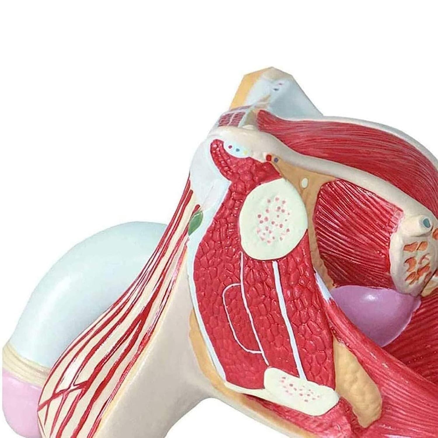 Model anatomii naturalnej wielkości z 4 zdejmowanymi częściami i 72 wyświetlaczami, bardzo precyzyjny męski układ rozrodczy do lekcji