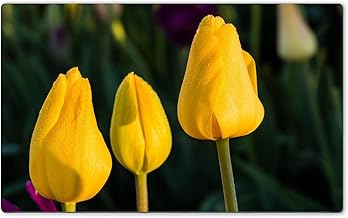 Salvamanteles Luxlady gran imagen ID 31443521 tres tulipanes de color amarillo flores floreciendo