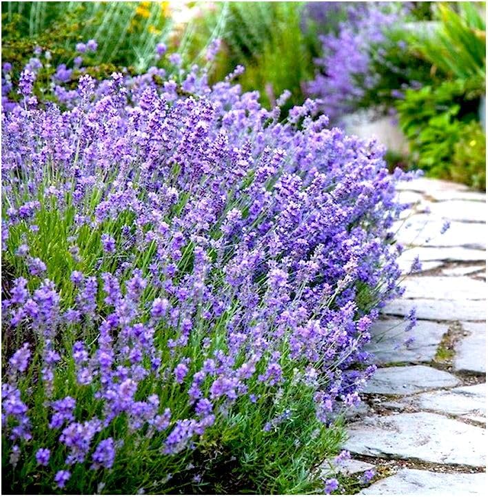 Dwarf English Lavender Angustifolia 'Munstead' Evergreen Shrub Pot