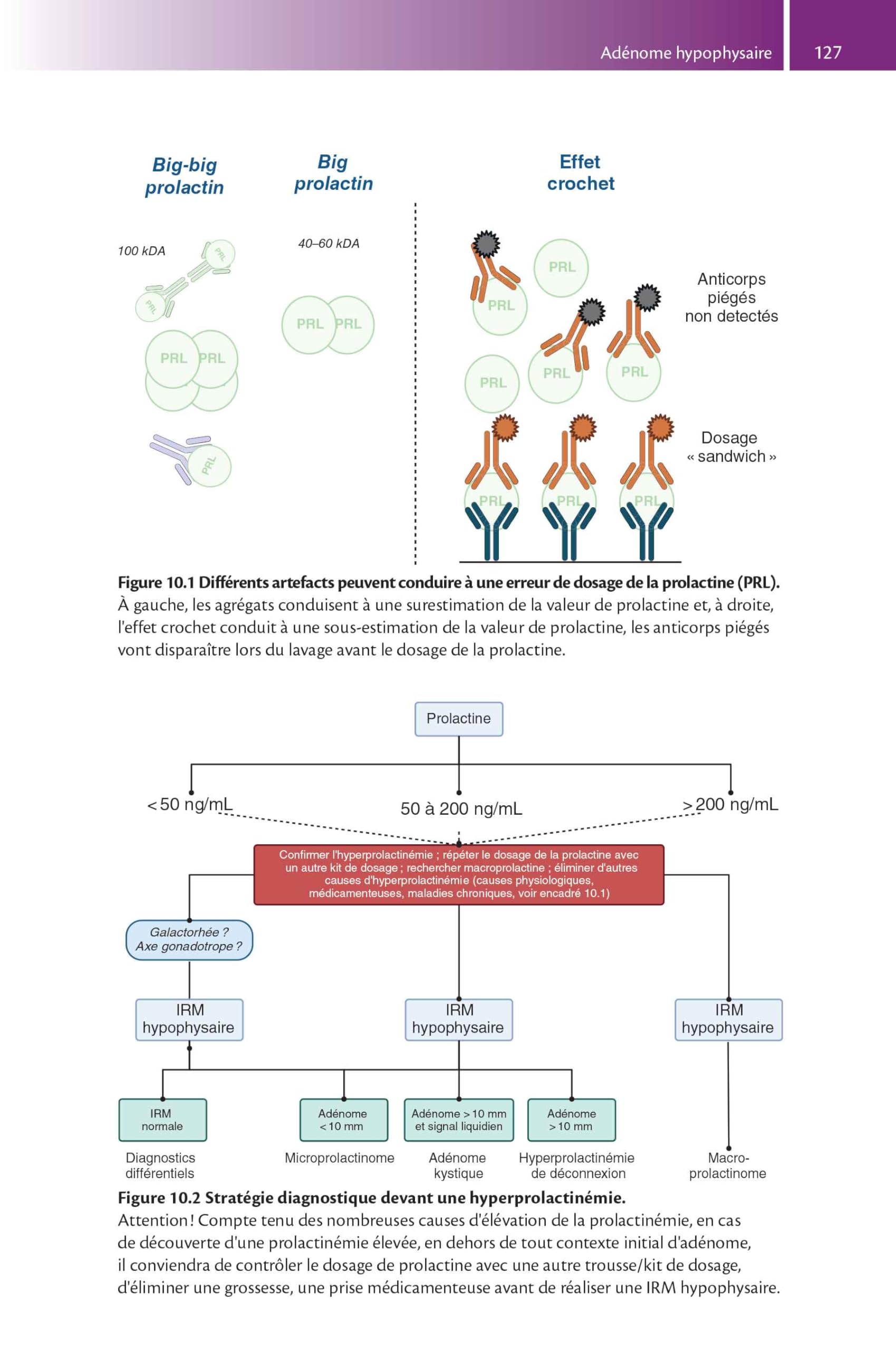 Tout-en-un d'endocrinologie