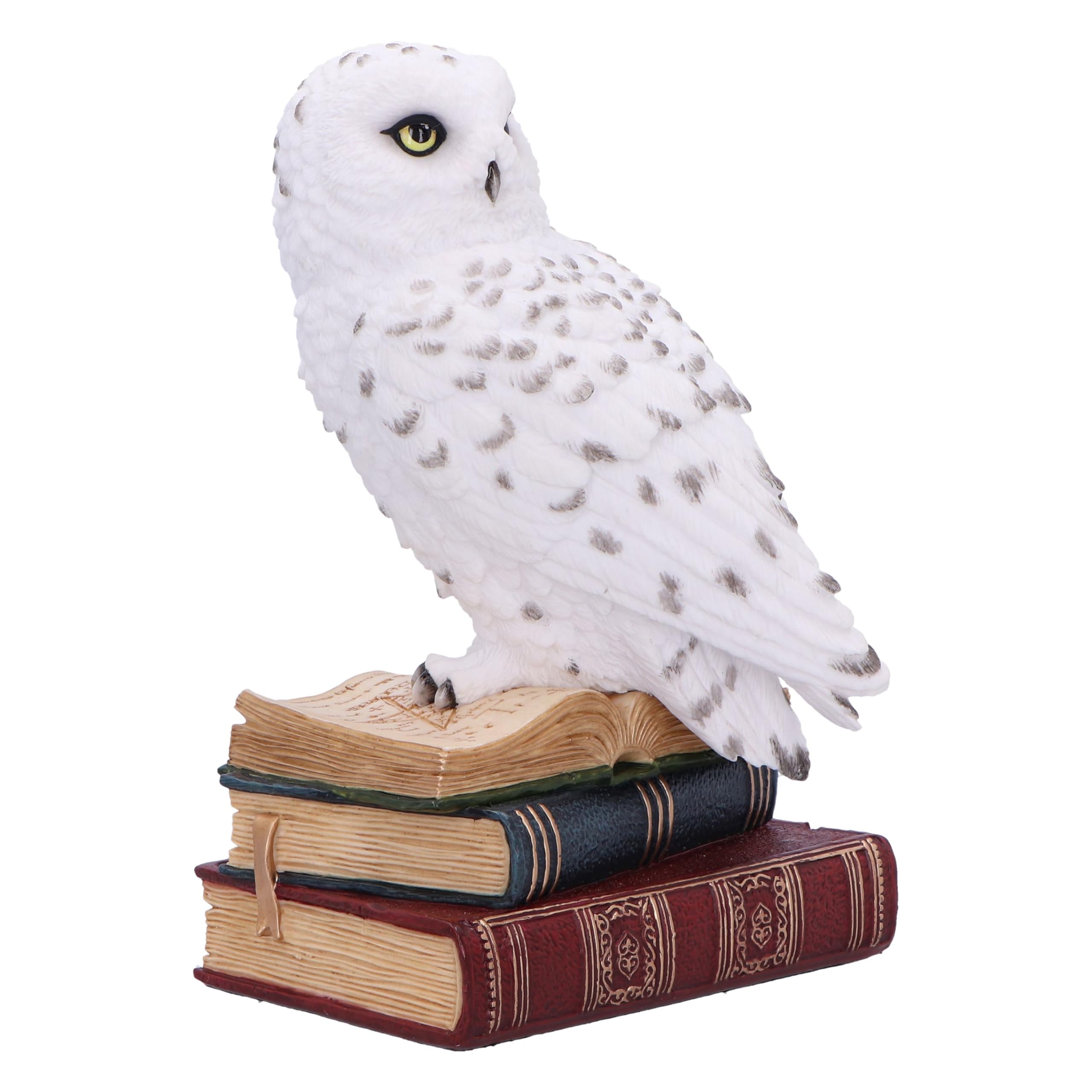 Nemesis Now Statuetta della Biblioteca della saggezza, 17 cm, in resina, bianca, gufo bianco su libri, ornamento per libri fantasy, espositore per libri, colata nella migliore resina, sapientemente