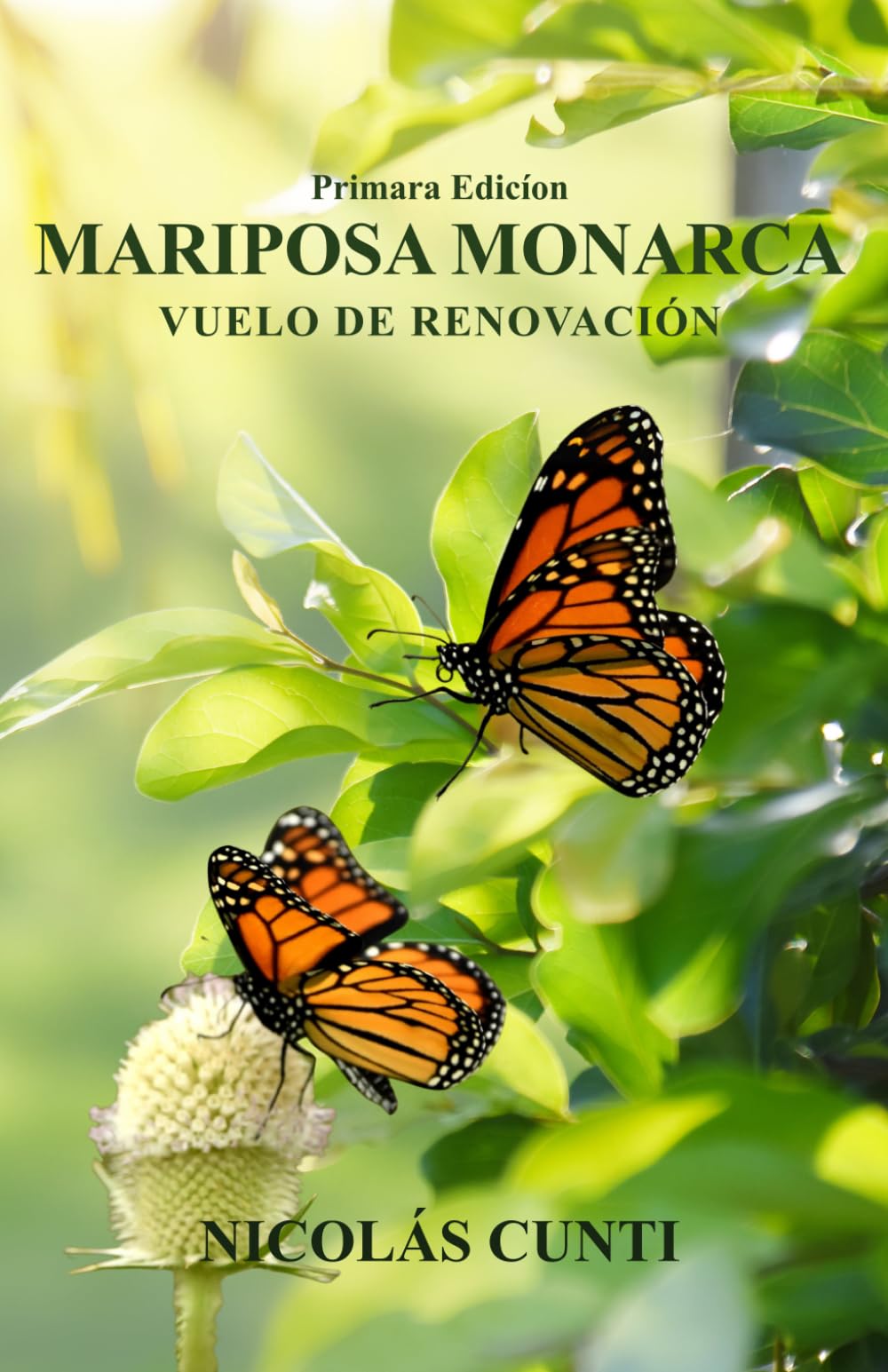 Mariposa Monarca Vuelo De Renovación