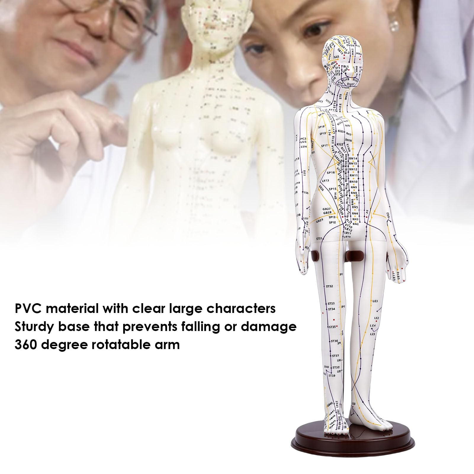 Generic Modelo de Entrenamiento de Acupuntura Preciso con Base Estable para Principiantes, Ideal para la Práctica de Acupresión (Femenino)