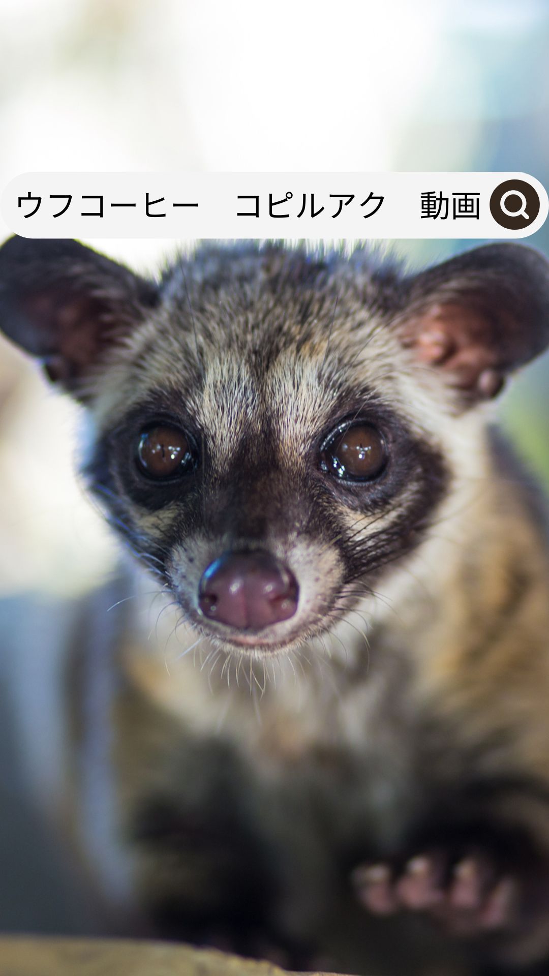 Amazon | ジャコウネココーヒー コピルアク ドリップバッグ ドリップ