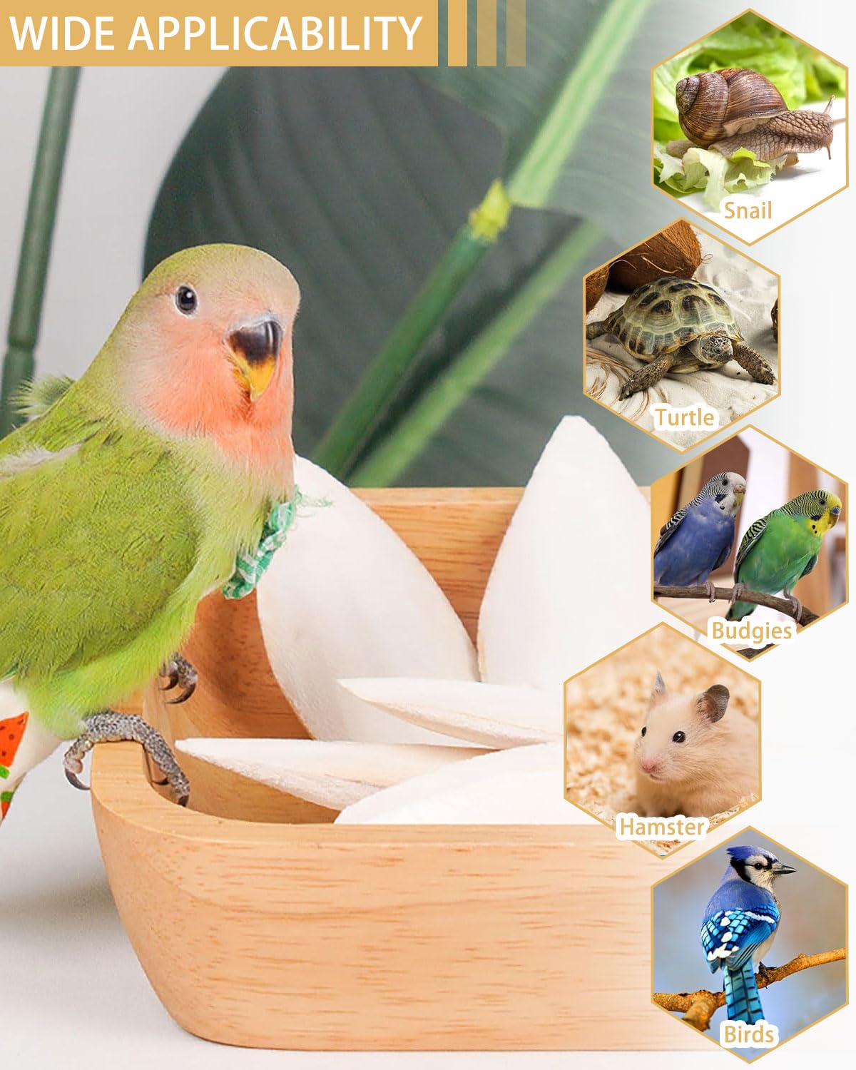 JEXOWIQ 10 Piezas Hueso de Jibia,Hueso de Sepia para Loros, Juguetes para Masticar Pájaros, Reptiles, Tortugas y Caracoles con Soporte de Metal, 8-10 cm — view 5
