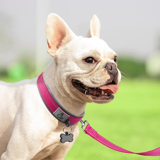 Foto 6 de 7 de Joytale Collar Perro Pequeño, Resistente y Reflectante, Ajustable de Acolchado Neopreno Nylon, Fucsia, S
