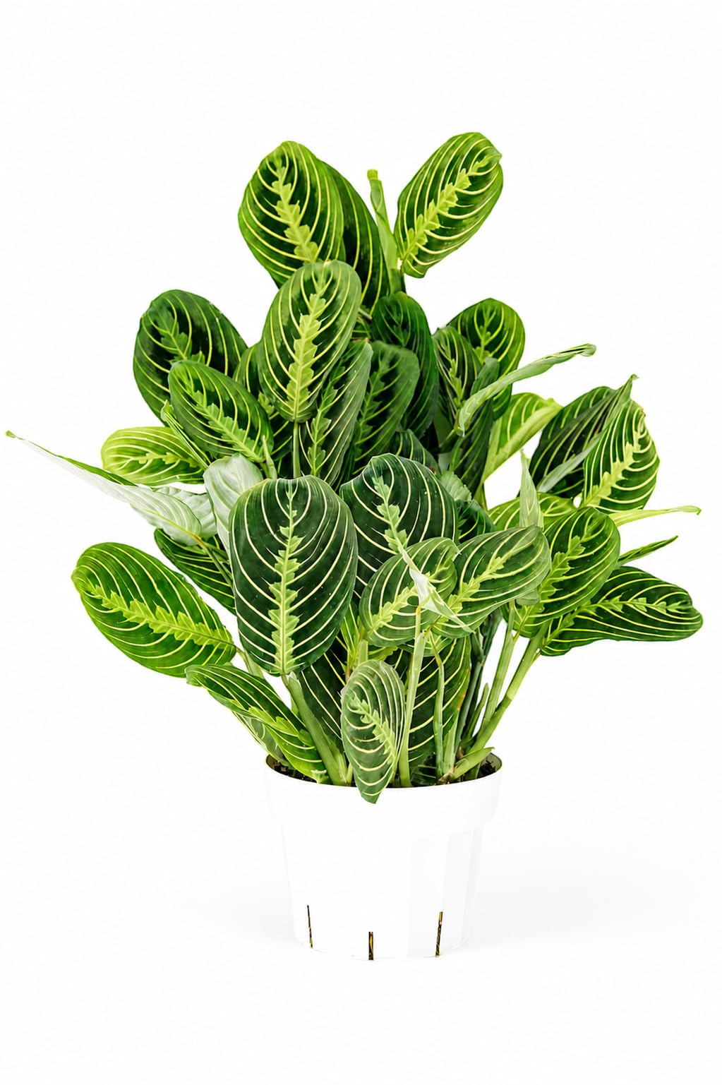 Lemon Lime Maranta Live Plant 6 inch pot