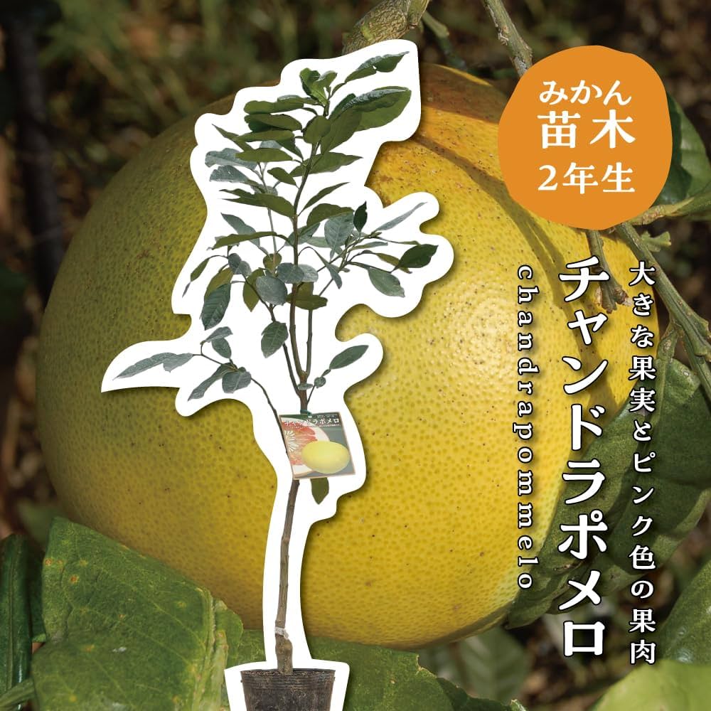 Amazon.co.jp: チャンドラポメロ 【特等2年生苗木】 苗木 みかん