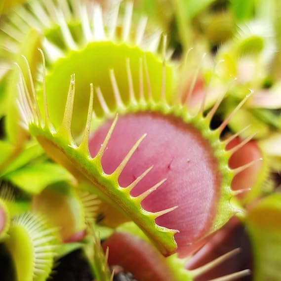 Venusfliegenfalle - Dionaea Muscipula vom Fachhändler - blühfähige Fleischfressende Pflanze - natürlicher Fliegenfänger