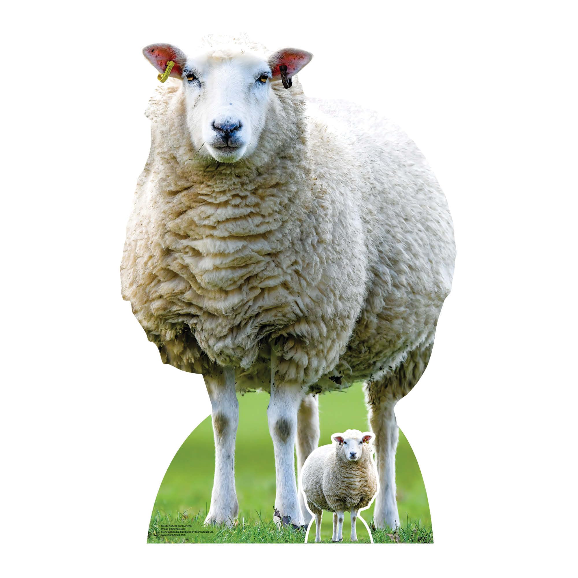 STAR CUTOUTSSC4437 Sheep Farm Animal Cardboard Cut Out Height 94cm