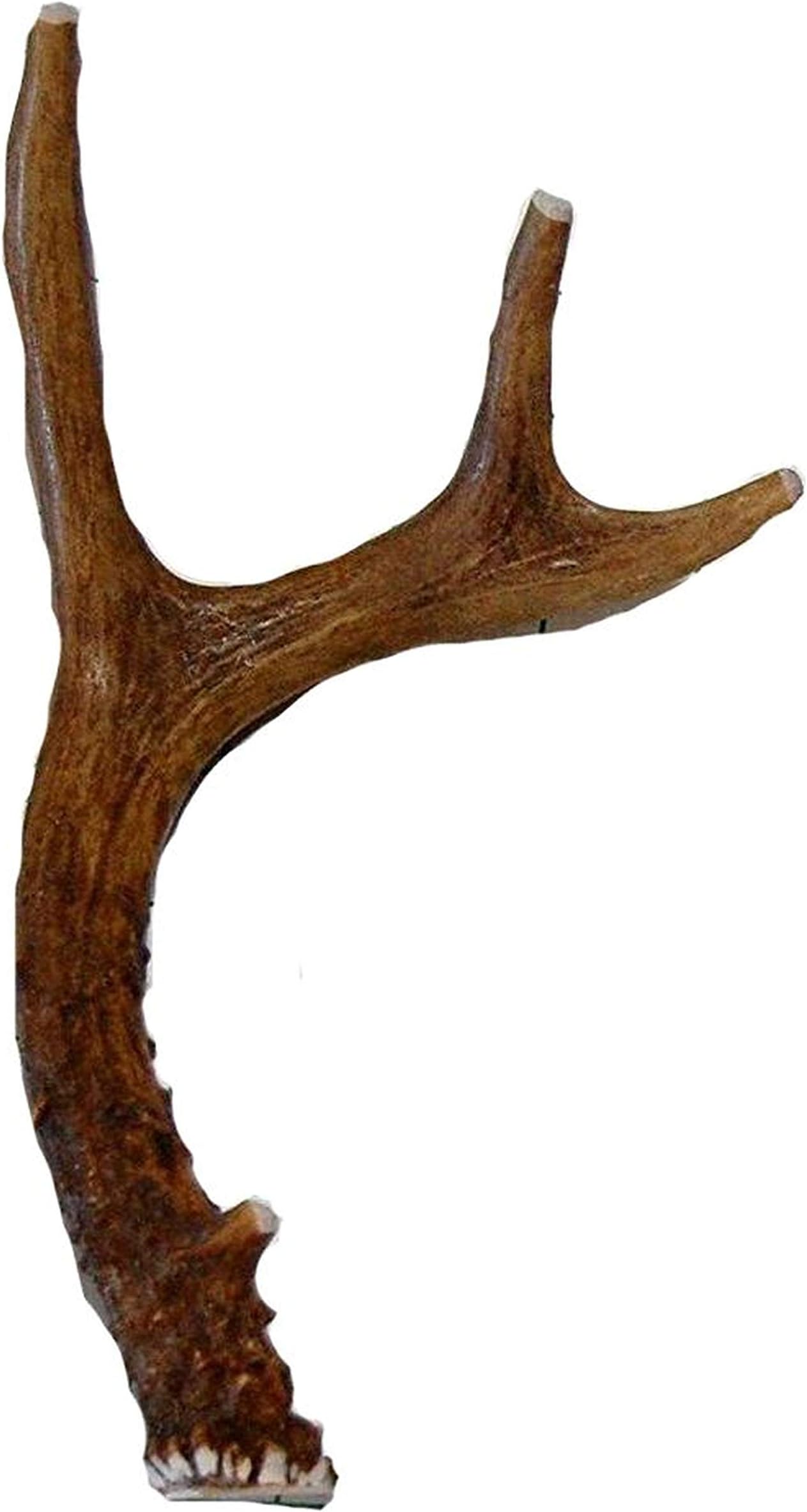 Small Whole Deer Antler Dog Chew, For Small to Medium Size Dogs and Puppies - 6 to 11 Inches Long - Big Dog Antler Chews Brand