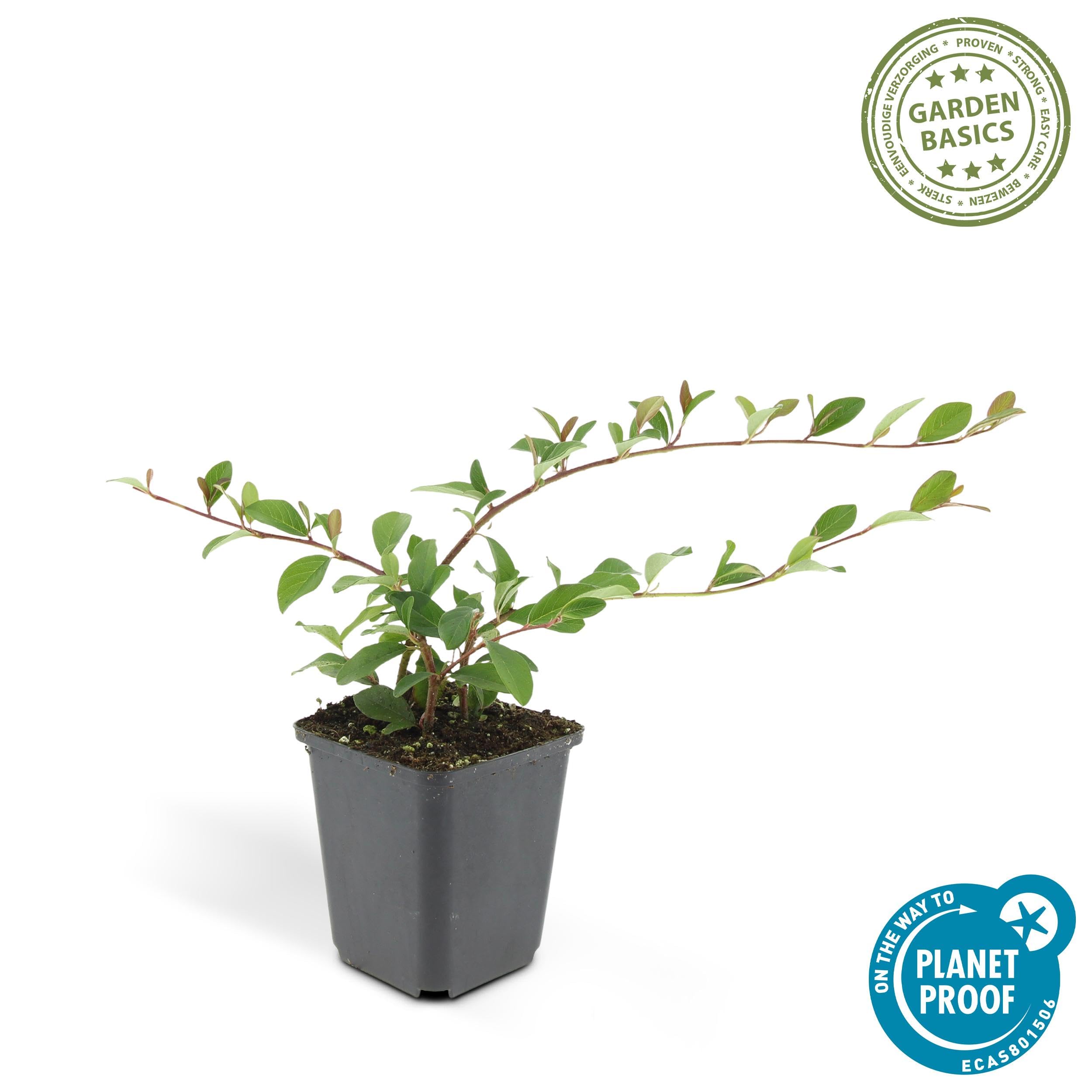 Cotoneaster dammeri | 6 pièces - 10-25cm - Ø9cm - Plante de jardin