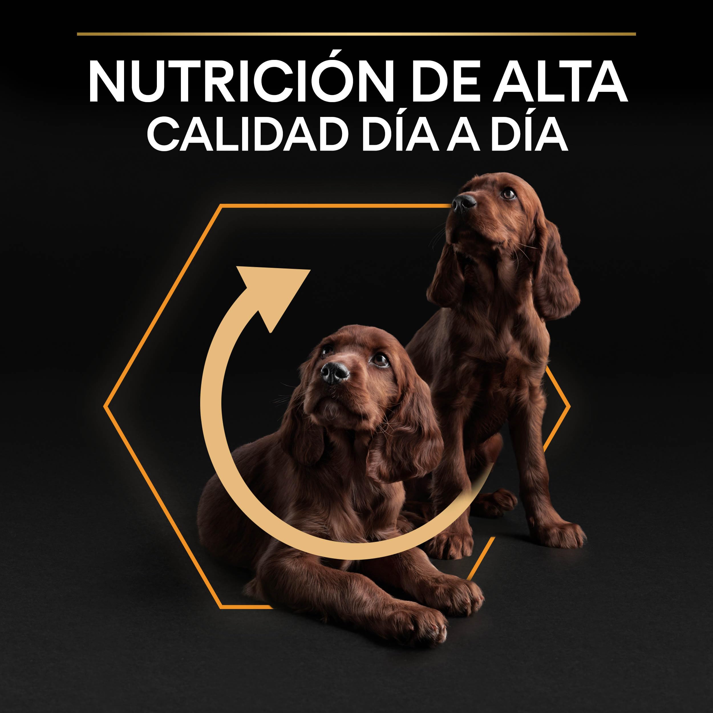 Purina Pro Plan Small Balance Pienso para Perro pequeño, Mini, Adulto con Pollo, 8 bolsas de 700g